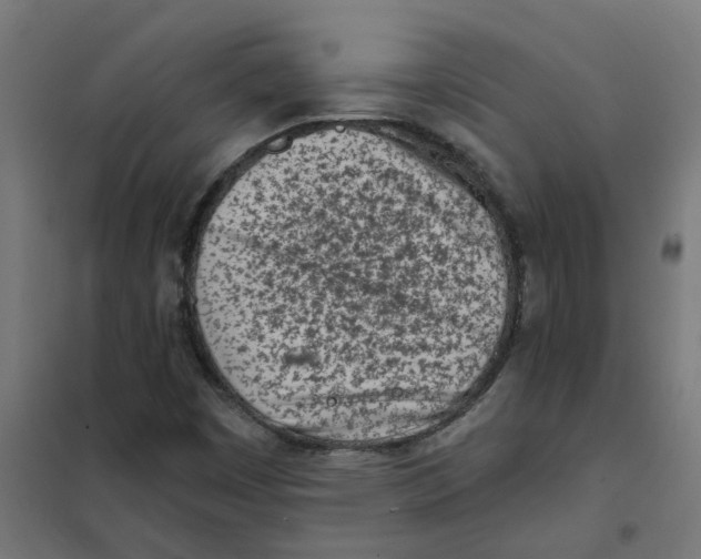 X0000101701449200808071147