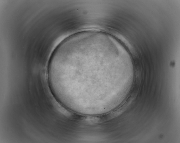 X0000101701466200808071147