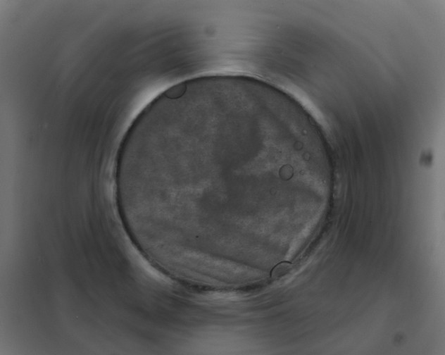 X0000101701468200808071147