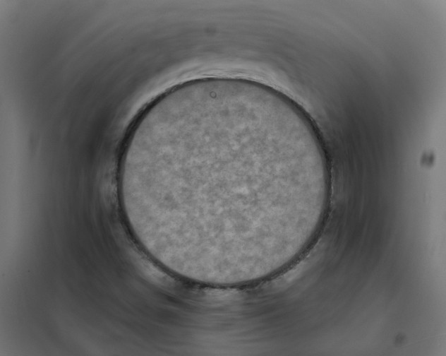 X0000101701498200808071145