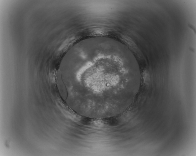 X0000101710423200807101609