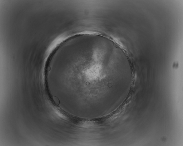 X0000101710296200807241502