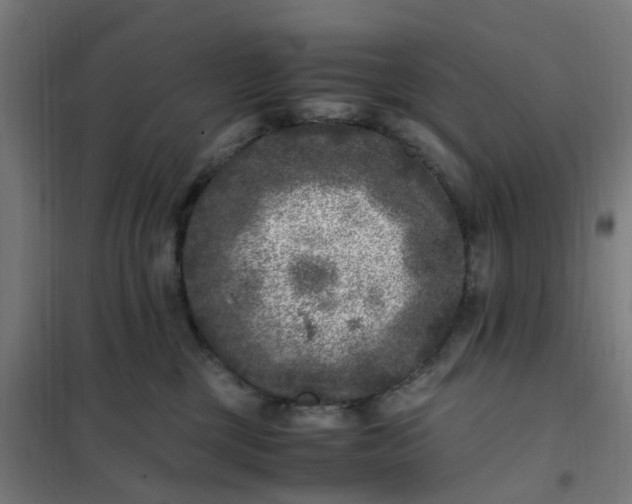 X0000101710377200807241501