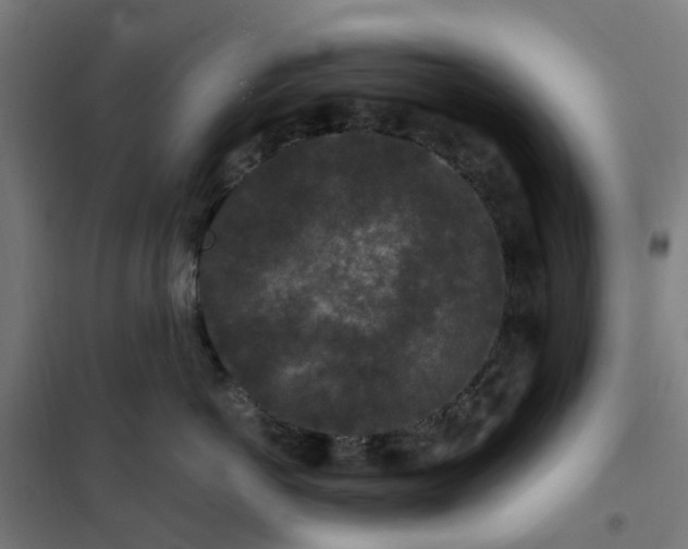 X0000101710766200807241456