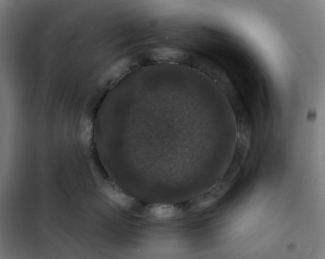 X0000101710767200807241456