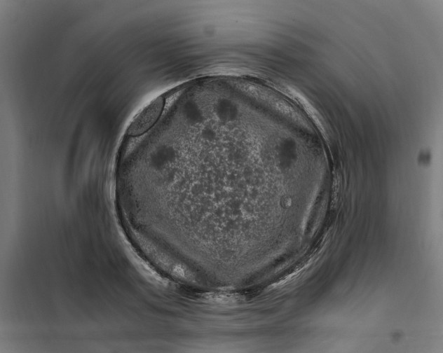 X0000101710795200807241454