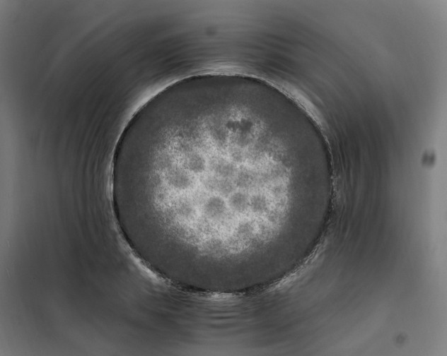 X0000101710839200807241454