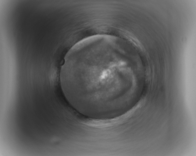 X0000101710029200807311501