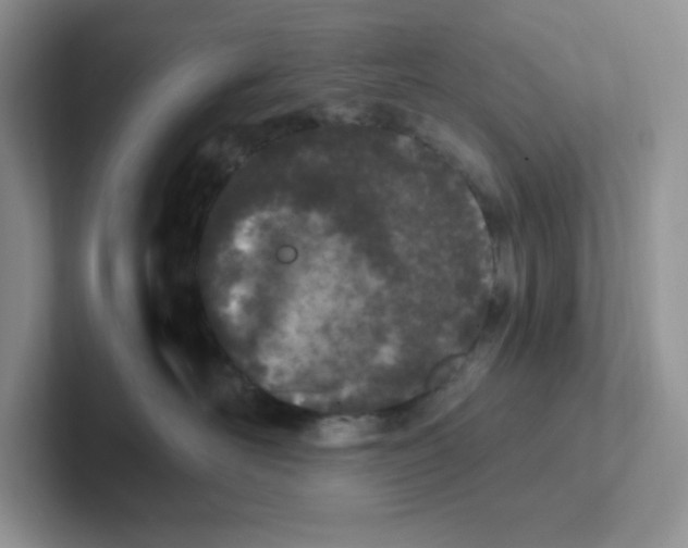 X0000101710526200807311454