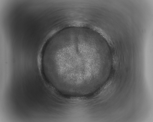 X0000101710679200807311452