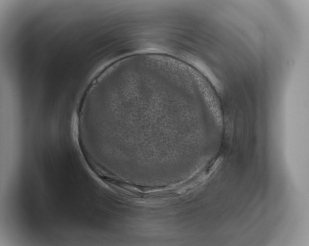 X0000101711476200807311442