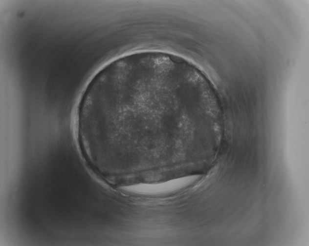 X0000101711519200807311441