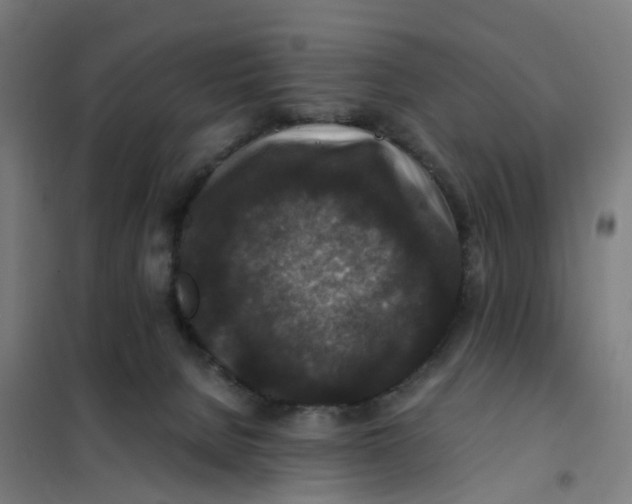 X0000101710080200808071233