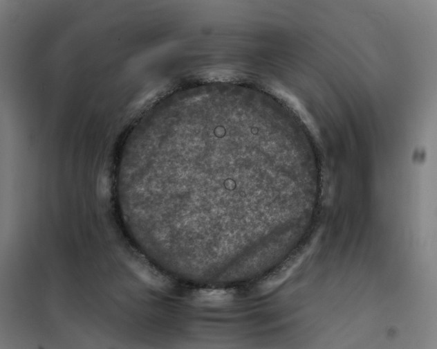 X0000101710161200808071231