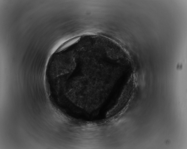 X0000101710196200808071231