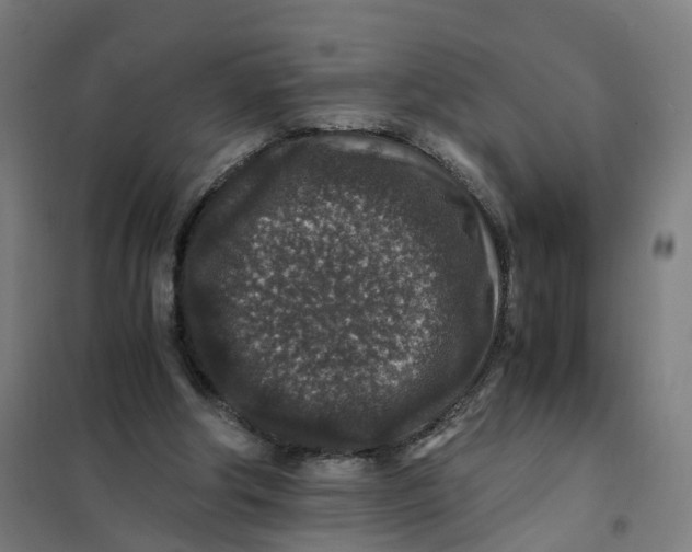 X0000101710202200808071231