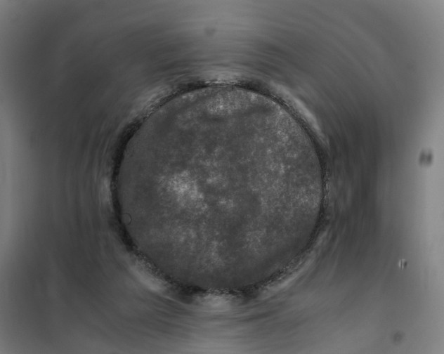 X0000101710209200808071231