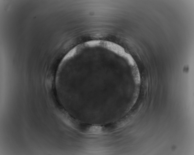 X0000101710227200808071231