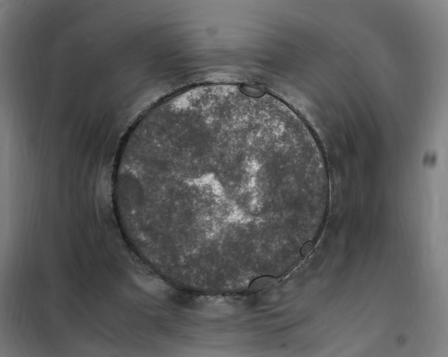 X0000101710297200808071229