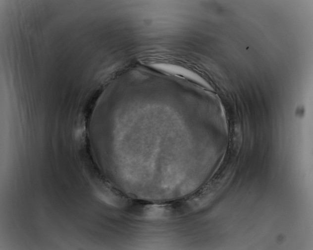 X0000101710320200808071229