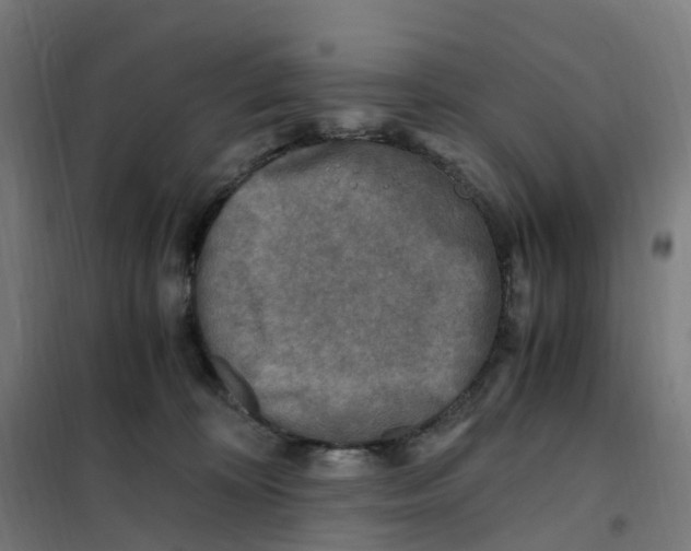 X0000101710324200808071229
