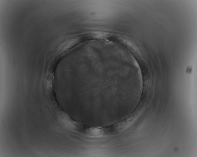 X0000101710325200808071229