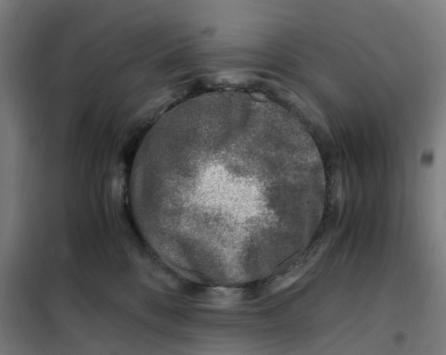 X0000101710328200808071229