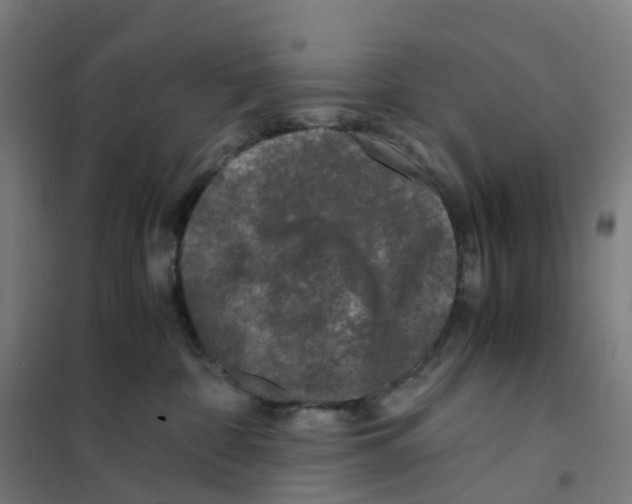 X0000101710332200808071229