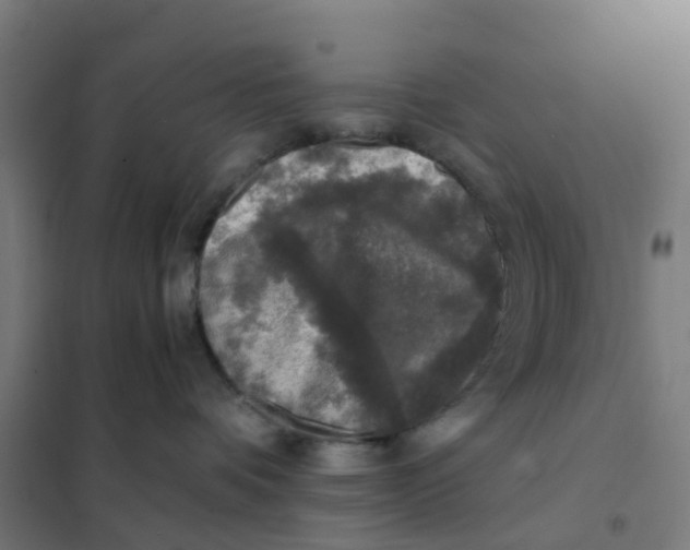 X0000101710336200808071229