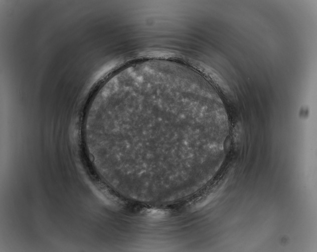 X0000101710352200808071228