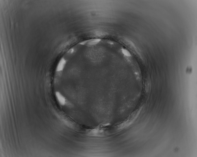X0000101710366200808071229