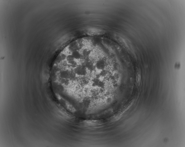 X0000101710367200808071229