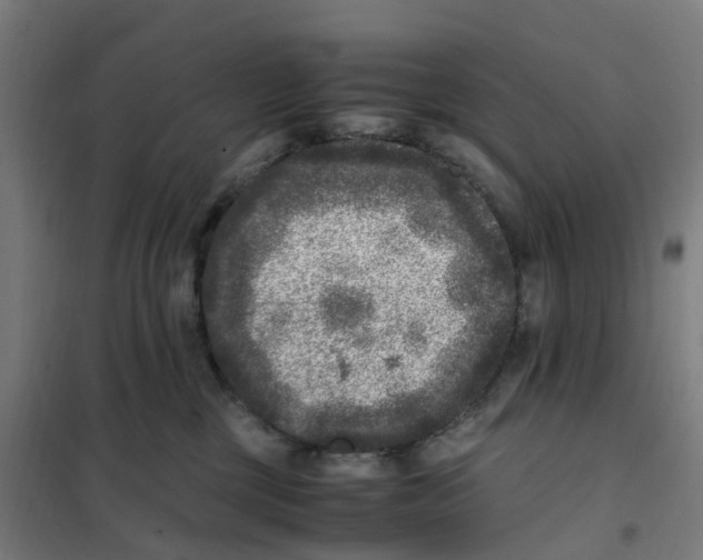 X0000101710377200808071229
