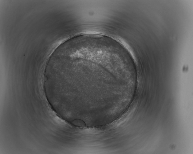 X0000101710385200808071228