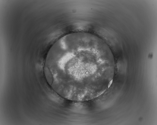 X0000101710423200808071228