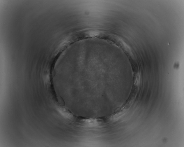 X0000101710524200808071226