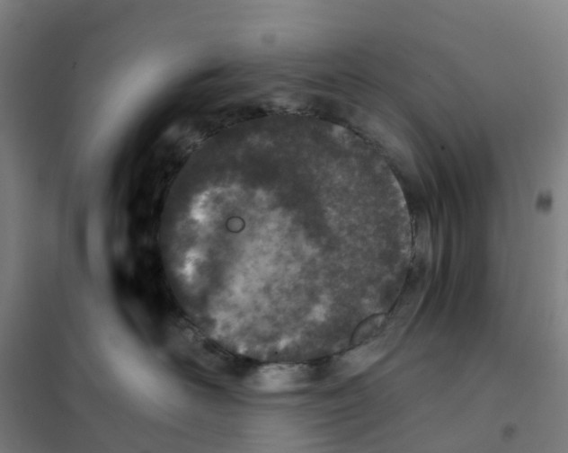 X0000101710526200808071226