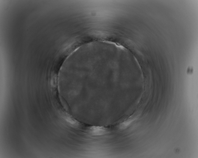 X0000101710528200808071226