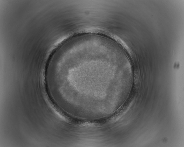 X0000101710581200808071225