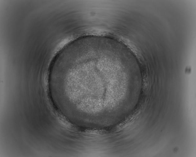 X0000101710679200808071223
