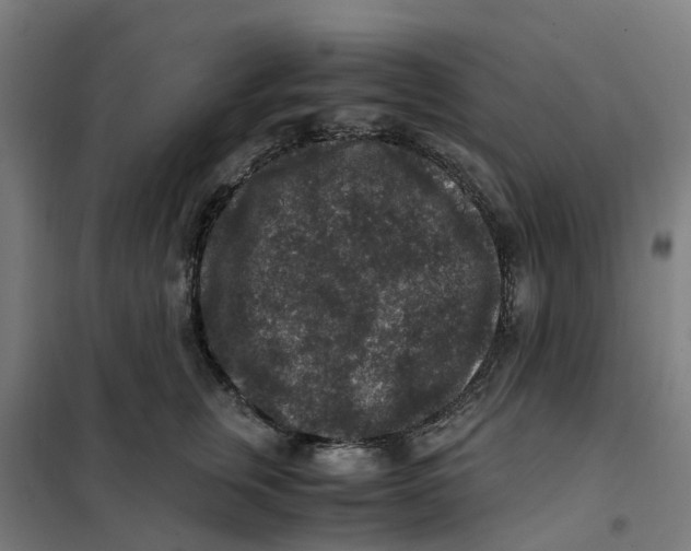 X0000101710759200808071223