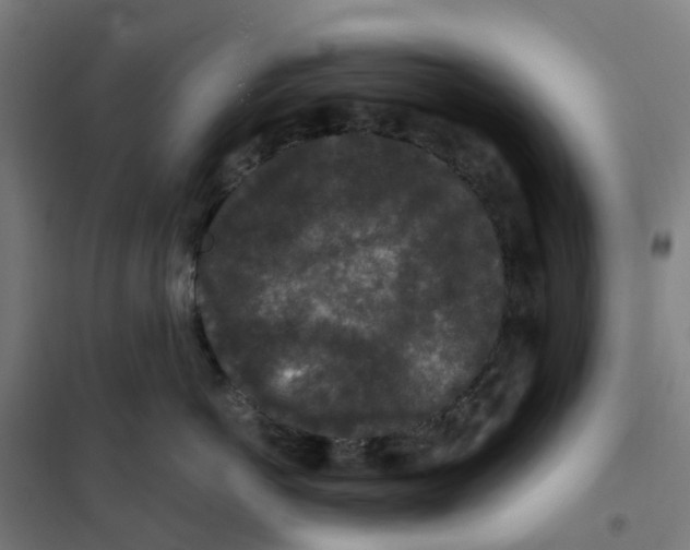 X0000101710766200808071223