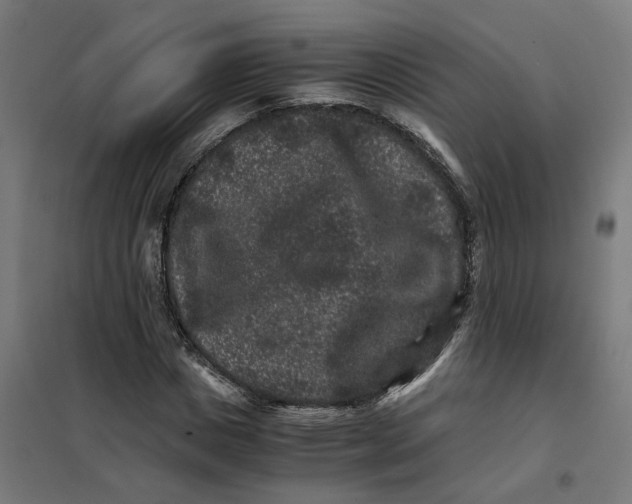 X0000101710825200808071221