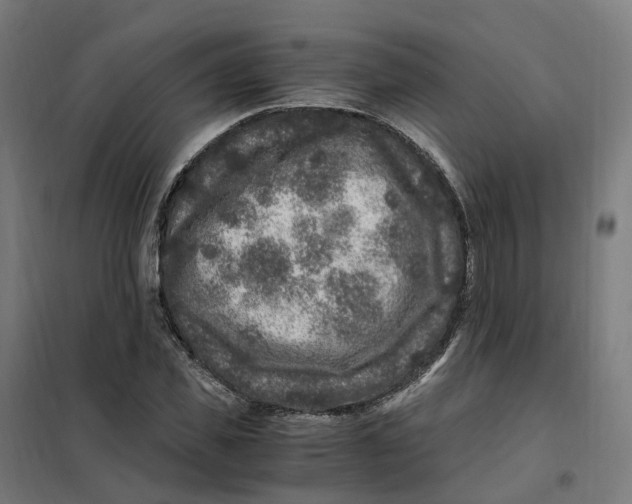 X0000101710925200808071219