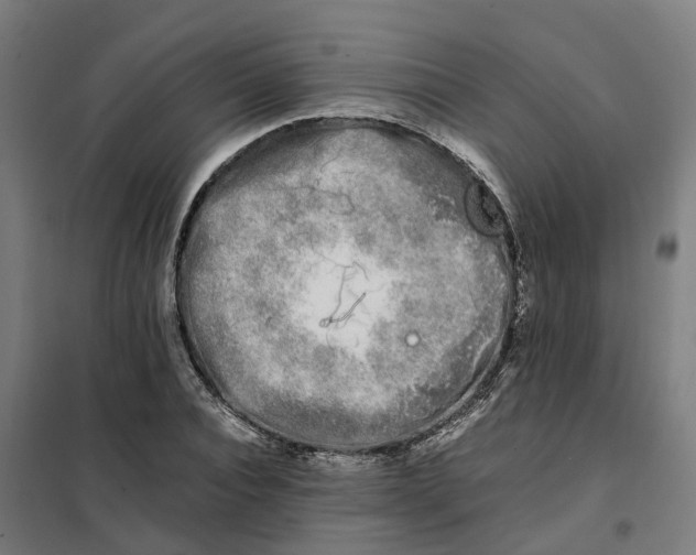 X0000101710928200808071219