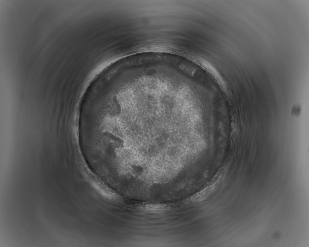 X0000101711035200808071218