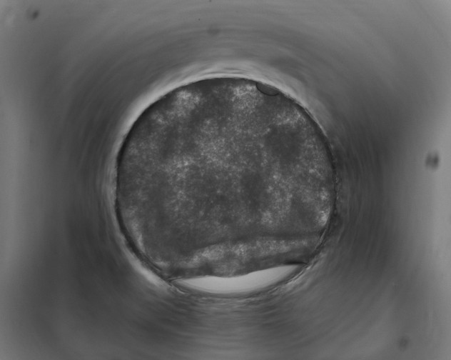 X0000101711519200808071210