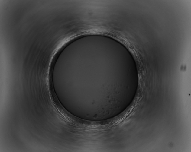 X0000101950196200807171141