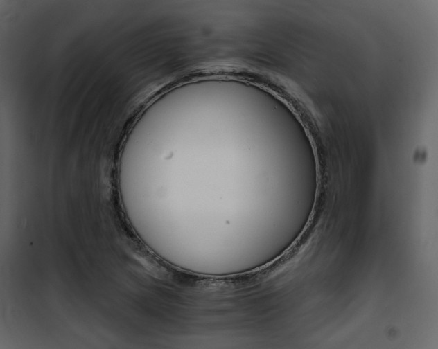 X0000101951217200807171125