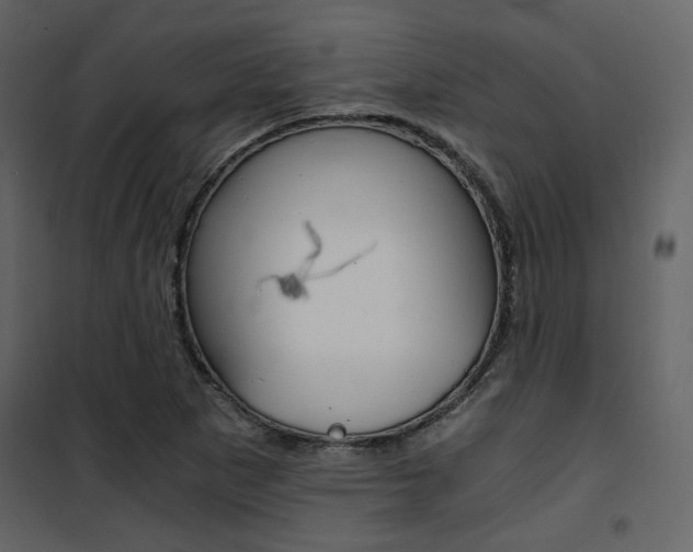 X0000101951265200807171125